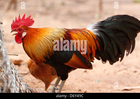 Thai bantam in the Back gardens,bantam of Native species. Stock Photo