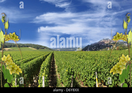 photo montages of vines and grapes for wine grapes and the wines of France Stock Photo