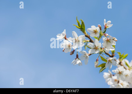 Prunus Yedoensis Tsubame. Yoshino cherry. Japanese Cherry Tree blossom Stock Photo