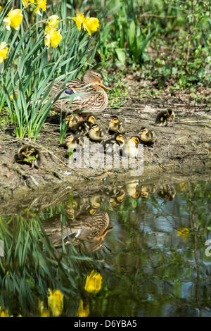 Female duck with a brood of ducklings a the edge of a pond with Spring Daffodils reflected in the water. Stock Photo