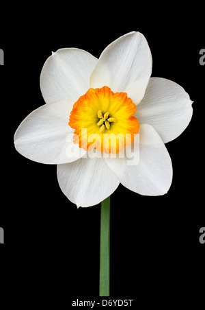 White and orange daffodil on black Stock Photo