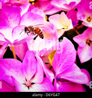 Bee on pink flowers