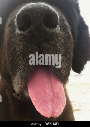 Close up of dog's mouth and tongue Stock Photo