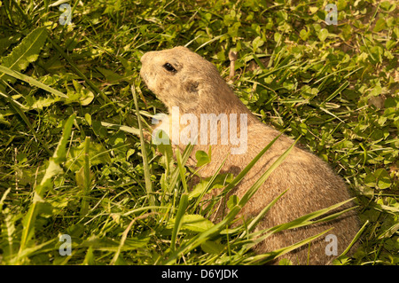 Black-tailed Prairie Dog (Cynomys ludovicianus) Stock Photo