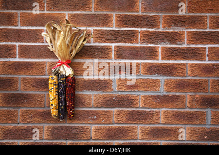 corncobs Stock Photo