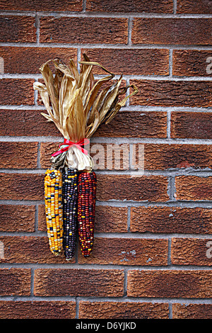 corncobs Stock Photo