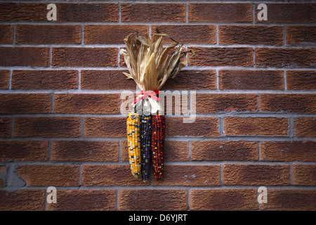 corncobs Stock Photo