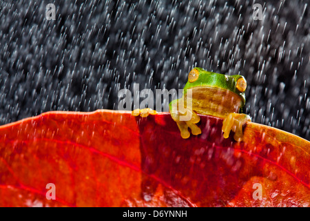 Little green tree frog sitting on red leaf in rain Stock Photo