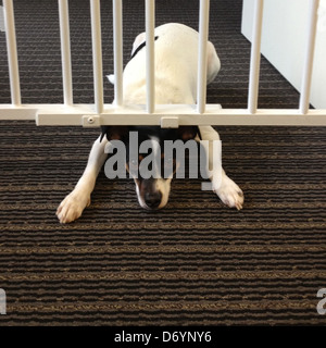 Dog climbing under safety gate Stock Photo