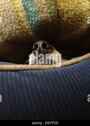 Dog's nose peeking out from under blanket Stock Photo