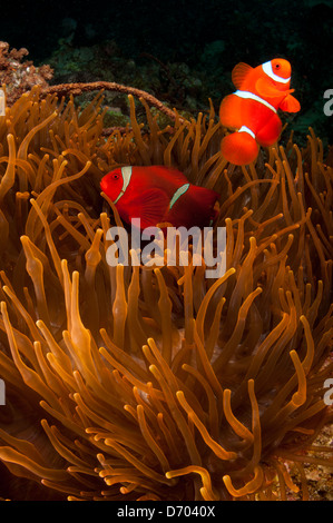 Two male spinecheek anemonefish hover near their anemone. Stock Photo