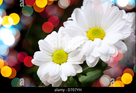 Chrysanthemum on dark background with colorful blurred lights bokeh Stock Photo