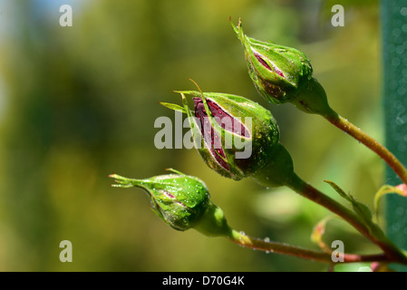 rosebud with drops of water on three Stock Photo