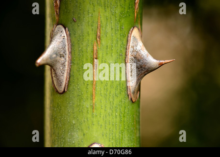 Thorns on rose stem, extreme close-up Stock Photo