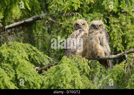 Two fledgling great horned owl owlets roosting in tree near nest-Victoria Vancouver island British Columbia Canada Stock Photo