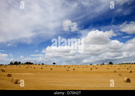 Briquettes of dry hay in a field in the north of France Stock Photo