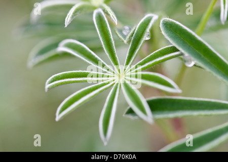 DWARF LUPIN LEAVES Stock Photo