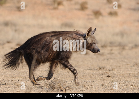 Brown hyena (Hyaena brunnea), running on arid ground, Kgalagadi Transfrontier Park, Northern Cape, South Africa, Africa Stock Photo