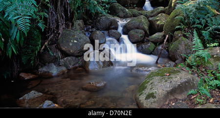 Hawaii. Akaka Falls State Park. Close-up of rocky stream through forest. Stock Photo