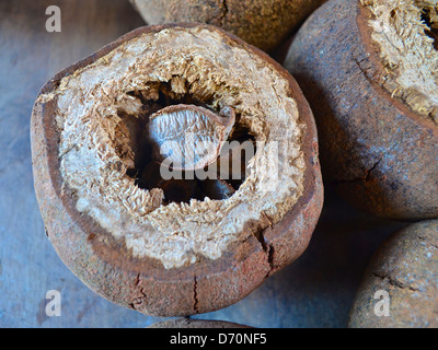 Brazil nuts for sale in an Amazon market Stock Photo