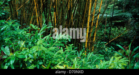 Hawaii. Close-up of bamboo in forest. Stock Photo