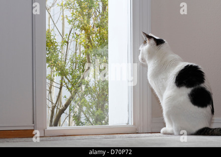 Kitty Cat looking out the window by the front door of a home while sitting on the floor in the foyer during the day. Pet cat looking out a day window Stock Photo