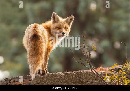 Female red fox in the morning light Stock Photo