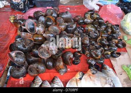 Turtle meat on sale in Belen market. Iquitos, Peru Stock Photo