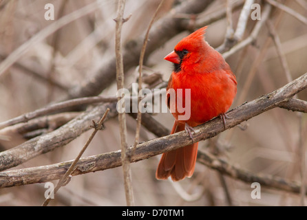 Northern Cardinal male in spring plumage. Stock Photo