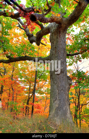 Autumn, Niagara Escarpment, Ontario, Canada Stock Photo