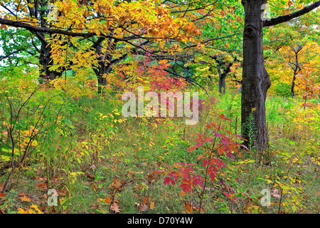 Autumn, Niagara Escarpment, Ontario, Canada Stock Photo