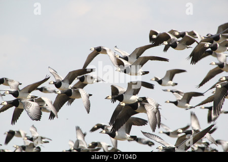 Large flock of Barnacle Geese (Branta leucopsis) in  flight Stock Photo