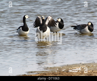 Group of Barnacle Geese (Branta leucopsis) in coastal wetlands Stock Photo