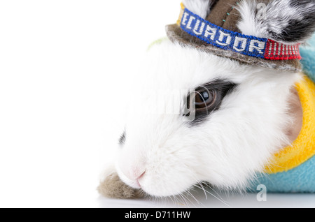 Black and white rabbit with an Ecuador bandana Stock Photo