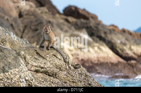 Monkey on the rocks Stock Photo