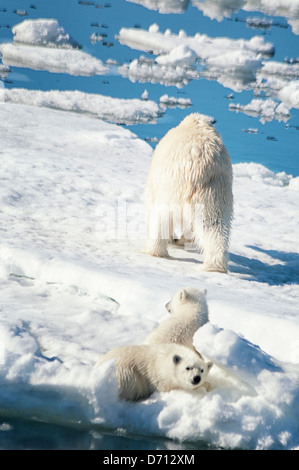 #1 in a series of ten images of a mother Polar Bear, Ursus maritimus, stalking a Seal to feed her twin Cubs, Svalbard, Norway. Search 'PBHunt' for all. Stock Photo