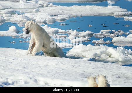 #3 in a series of ten images of a mother Polar Bear, Ursus maritimus, stalking a Seal to feed her twin Cubs, Svalbard, Norway. Search 'PBHunt' for all. Stock Photo