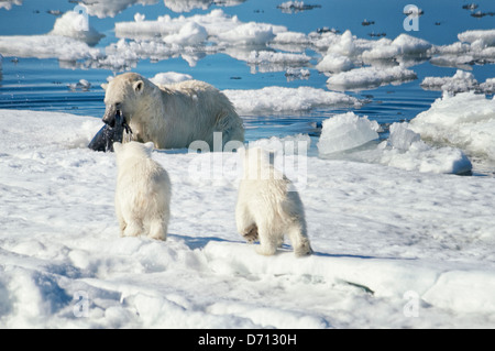 #4 in a series of ten images of a mother Polar Bear, Ursus maritimus, stalking a Seal to feed her Cubs, Svalbard, Norway. Search 'PBHunt' to see all. Stock Photo