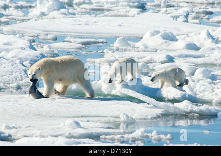 #5 in a series of images of a mother Polar Bear, Ursus maritimus, stalking a Seal to feed her twin Cubs, Svalbard, Norway. Search 'PBHunt' for all. Stock Photo