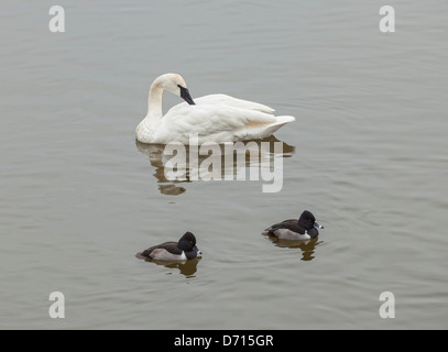 USA, Arkansas, Ring Neck Ducks (Aythya Collaris) and Trumpeter Swans (Cygnus buccinator) on Magness Lake Stock Photo