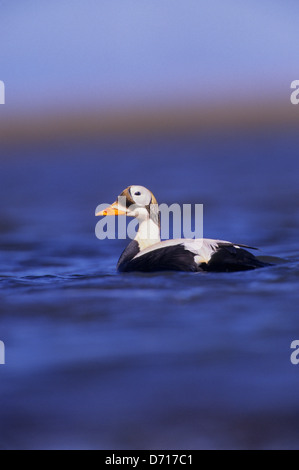 USA, Alaska, Yukon Delta, Hock Slough Camp Area, Spectacled Eider Ducks, Male (Drake) Swimming Stock Photo