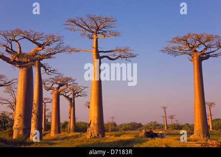 Cow cart going through Baobab tree (Adansonia), Morondava, Madagascar Stock Photo