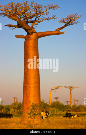 Cow cart with Baobab tree (Adansonia), Morondava, Madagascar Stock Photo