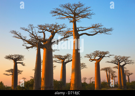 Baobab tree (Adansonia), Morondava, Madagascar Stock Photo