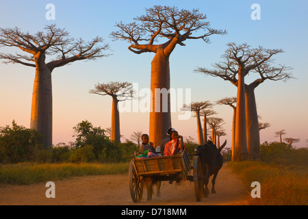 Cow cart going through Baobab tree (Adansonia), Morondava, Madagascar Stock Photo