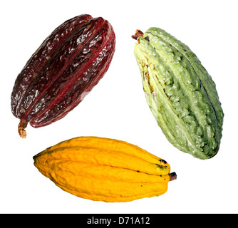 Three cocoa pods (Theobroma cacao) from Ecuador Stock Photo