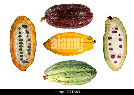 Assortment of cocoa pods (Theobroma cacao) from Ecuador Stock Photo