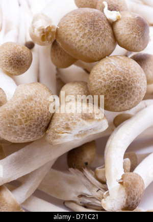 Plenty of Brown Beech Mushrooms. Stock Photo