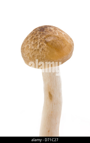 Brown Beech Mushrooms on White Background Stock Photo