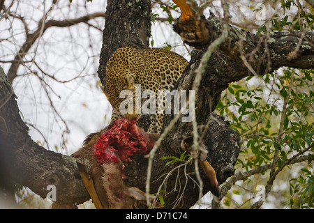 Leopard eating prey on the tree, South Africa Stock Photo